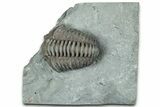 Flexicalymene Trilobite - Mt Orab, Ohio #329798-1